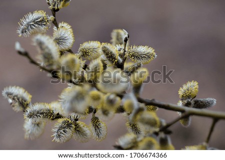 
yellow blooming willow in spring