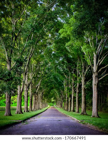 Rural road lined by oak trees Royalty-Free Stock Photo #170667491