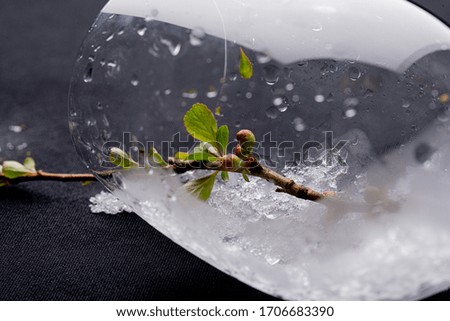 A branch with leaves on a black background with snow