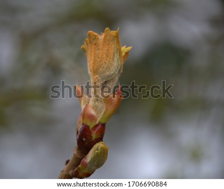 Aesculus hippocastanum horse -chestnut leaf buds.