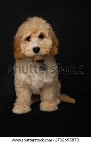 Portrait of champagne cockerpoo (cockapoo) puppy on dark black background