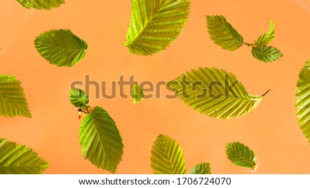 Fresh spring texture leaves of different sizes in flight on a bright background. The concept of spring flowering and renewal.