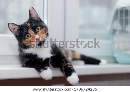 Beautiful colored cat sitting on a windowsill and looking to the window. Article about Pets. Article about animal classes . Royalty-Free Stock Photo #1706724286