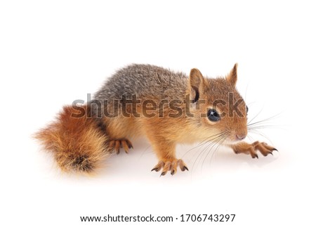 Squirrel shoot in studio on white background