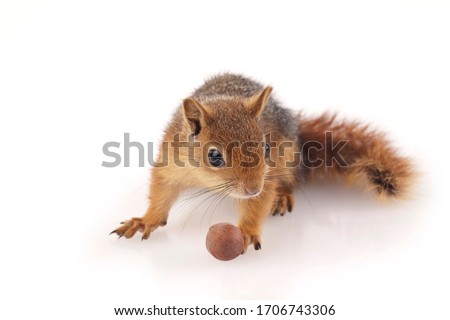 Squirrel shoot in studio on white background