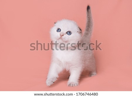 
Scottish fold kitten plays on a plain background
