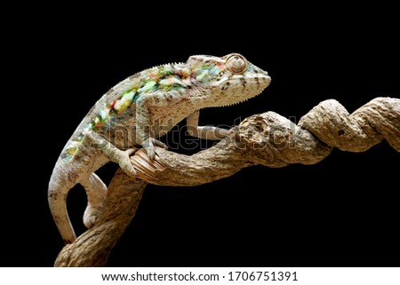 Beautiful young chameleon panther, chameleon panther on branch, chameleon panther closeup, Chameleon panther on branch with black backround,