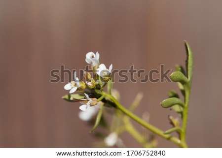 Flower of a hairy bittercress plant, Cardamine hirsuta.
