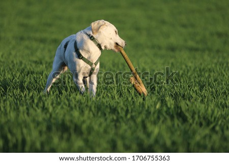 A young yellow labrador retriever is playing outdoor