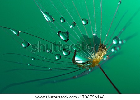 Spring dandelion seed with water drops Macro photo. Beauty background of nature.