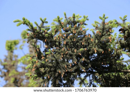Beautiful branches of spring coniferous tree with fresh sprouts against the blue sky