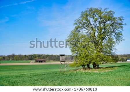       lonely tree in the field                         