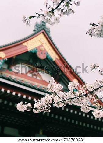 hanami flowering in Tokyo Japan.