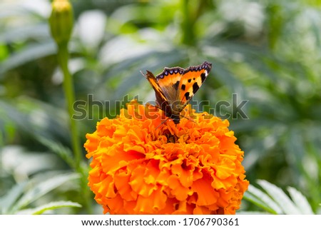 Butterfly on the flower in Siberia