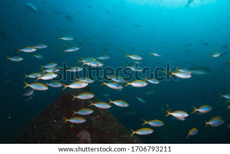 Fish with clear water in Similan, Thailand