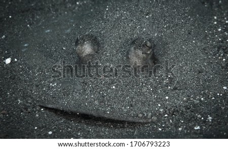 Smile of blue spot stingray under the sand