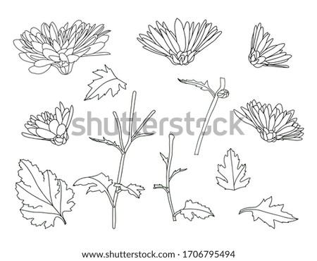 Floral set with blossoming chrysanthemum buds, stems and leaves for your design. black and white vector illustration. Contour elements are drawn by hand and isolated on a white background