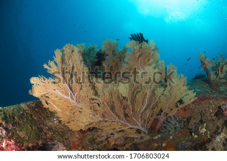 A group of seafan with blue water in the background.