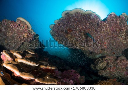 Nice coral with clear water