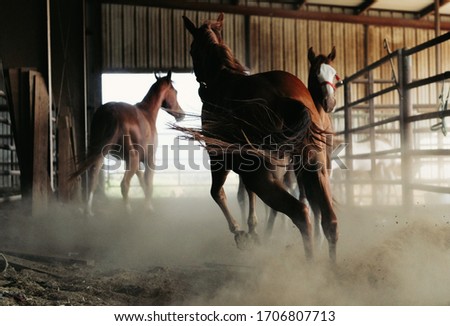 Young quarter horses at turn out time in barn, action shot of playful pet running through dirt with shallow depth of field. Royalty-Free Stock Photo #1706807713