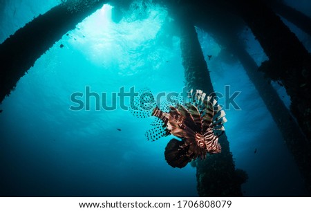 Lion fish at under jetty