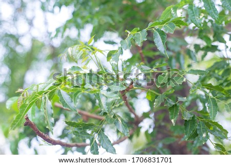 Green leaves of neem tree. Picture is selective focus. Scientific name: Azadirachta indica A. Juss. Var. Siamensis Valeton. Common name: Siamese neem tree, Nim, Margosa, Quinine. Family: Meliaceae.
