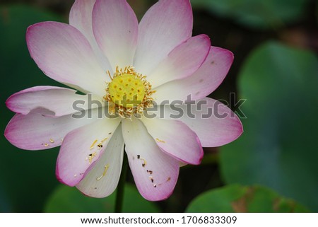 Beautiful detail picture of water lily