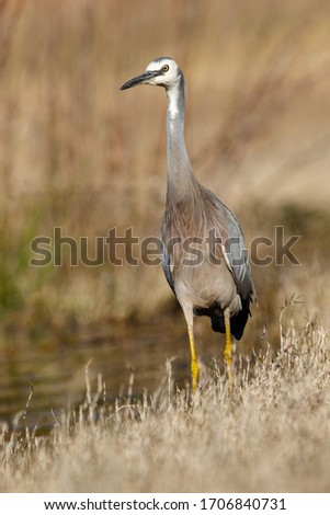 Picture of a great blue heron