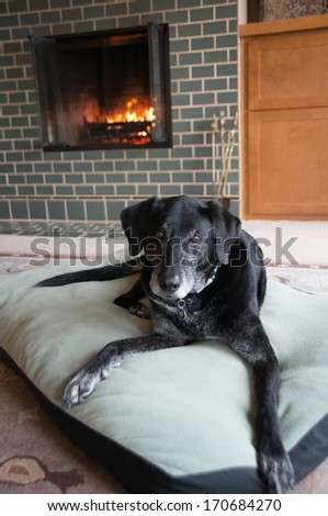 Old Black Dog with Gray Muzzle Relaxing at Home by Fireplace