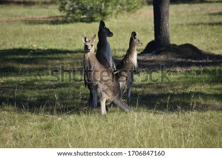 Three Eastern grey kangaroos in a field of grass