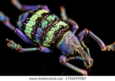 closeup of blue weevil beetle