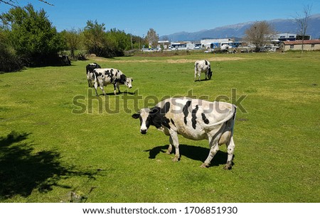 cow black and white   in a green meadow spring season colors