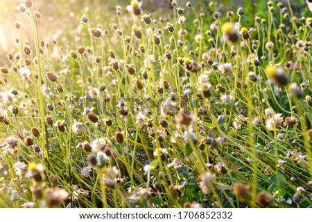 Grasse flowers with sun flare  in evening, nature background