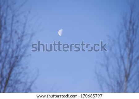 Half moon in sky with tree branch in winter