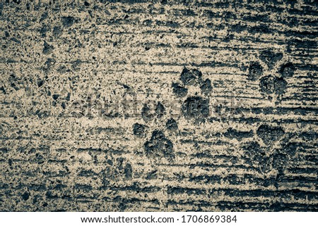 Dog footprints on the cement floor background