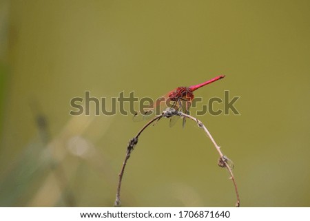 Dragonfly., Wow the beauty of wildlife.
How wonderful little creature.