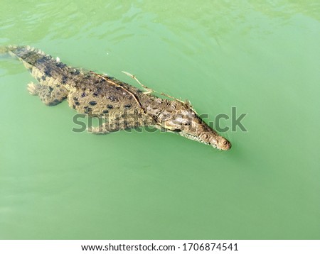 picture of a crocodile taken in the Black river in Jamaica
