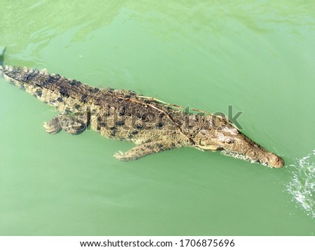 picture of a crocodile taken in the Black river in Jamaica