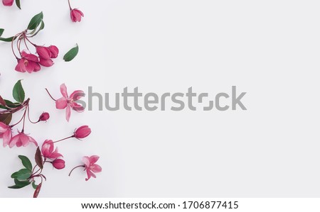 magnolia flower pattern on a white background