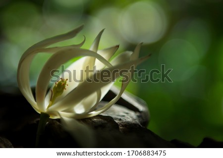 Michelia alba (  white champaca ) (magnolia), good smell, white flower in the tropical area