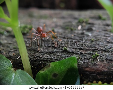 Unfocused Picture of Ants on The Wood seen close up. fit for animal background. Blurry Background