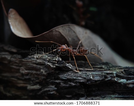 Unfocused Picture of Ants on The Wood seen close up. fit for animal background. Blurry Background