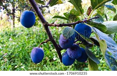 Ripe plums on a leaf branch, ready to harvest. Plums in the orchard.