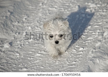 very young baby dog â€‹â€‹goes for a walk in the snow