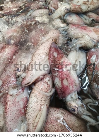 Fresh white sea squid close up photo.