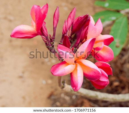 Close up of red and yellow plumeria flowers bloom in the morning light in the garden. Is a flower in summer