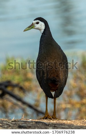 White breasted waterhen or Amaurornis phoenicurus in beautiful blue water background at keoladeo national park or bird sanctuary, bharatpur, rajasthan, india	