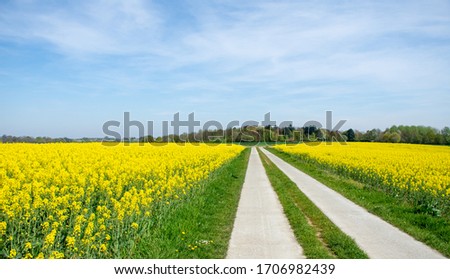 cycle path through the beautiful yellow rapeseed fields in Flemish Brabant, Belgium Royalty-Free Stock Photo #1706982439
