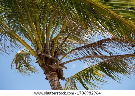 Palm leaf on the background of the sea and islands. Palm leaves on a background of blue sky. Dry palm leaves. The sun shines through palm leaves