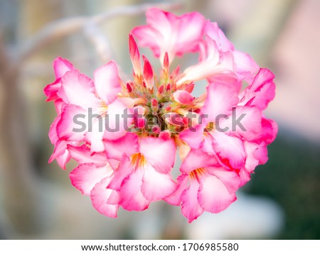 close-up view pink Adenium obesum flower wallpaper 